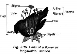 NCERT Solutions for Class 10 Science Chapter 8 How do Organisms Reproduce 6